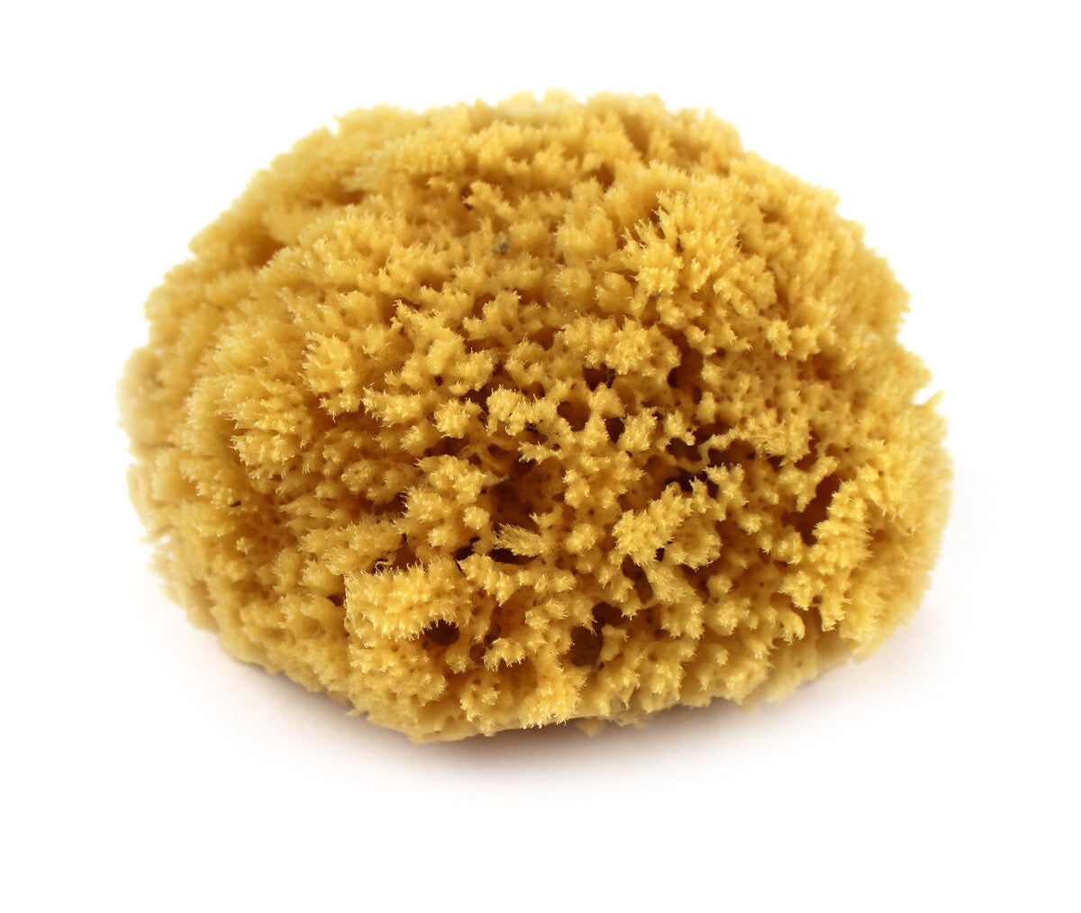 Natural Sea Sponge